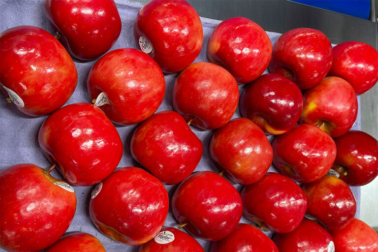 Fuji Apple Taylor Corp, Hawke's Bay Apples, Orchard, Exporters