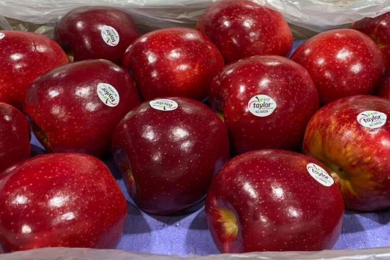 Varieties – Taylor Corp, Hawke's Bay Apples, Orchard, Exporters