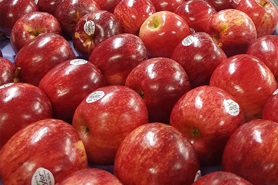 Bi-coloured Apple, Royal Gala Golden Bay Fruit Orchards, NZ